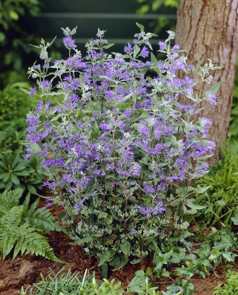 Caryopteris (Caryopteris clandonensis)