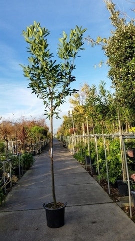 Laurier als boom (Prunus laurocerasus 'Caucasica')