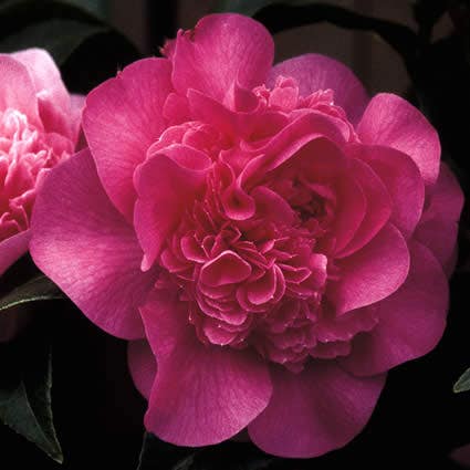 Camelia als leivorm (Camellia 'Debbie')