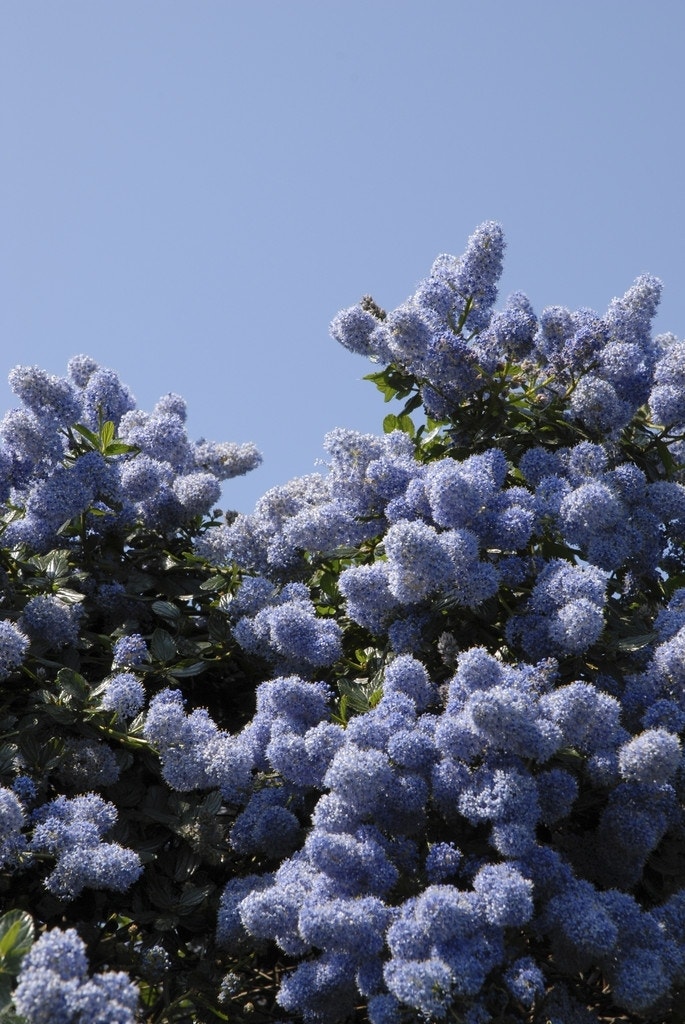 Amerikaanse Sering (Ceanothus impressus 'Victoria')