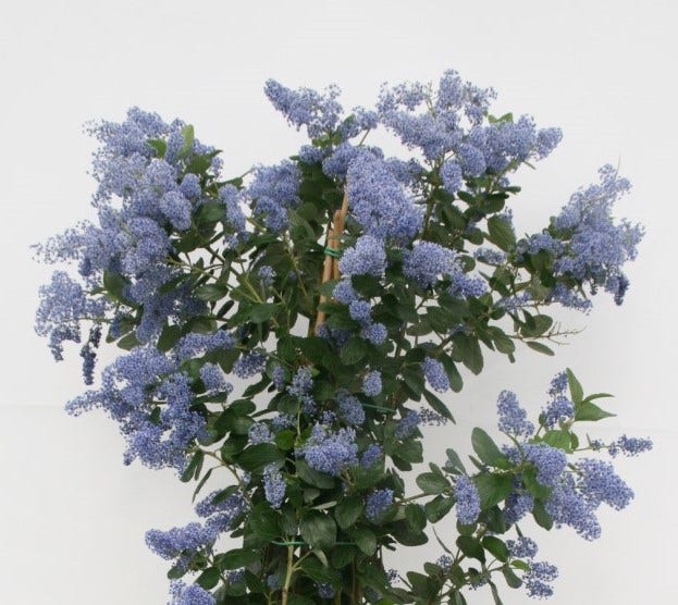 Amerikaanse sering (Ceanothus arboreus 'Trewithen Blue')