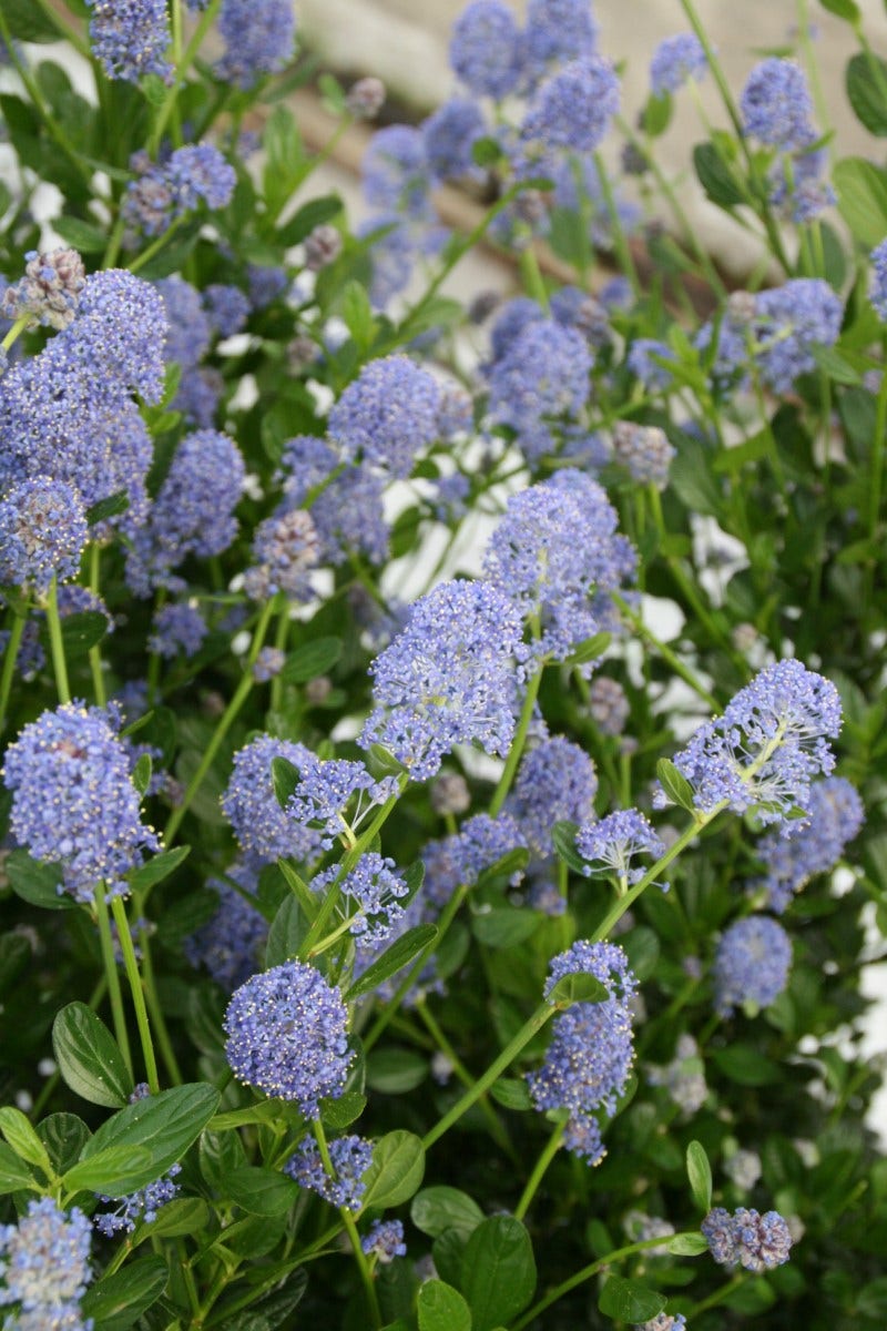 Amerikaanse sering (Ceanothus thyrsiflorus 'Skylark')