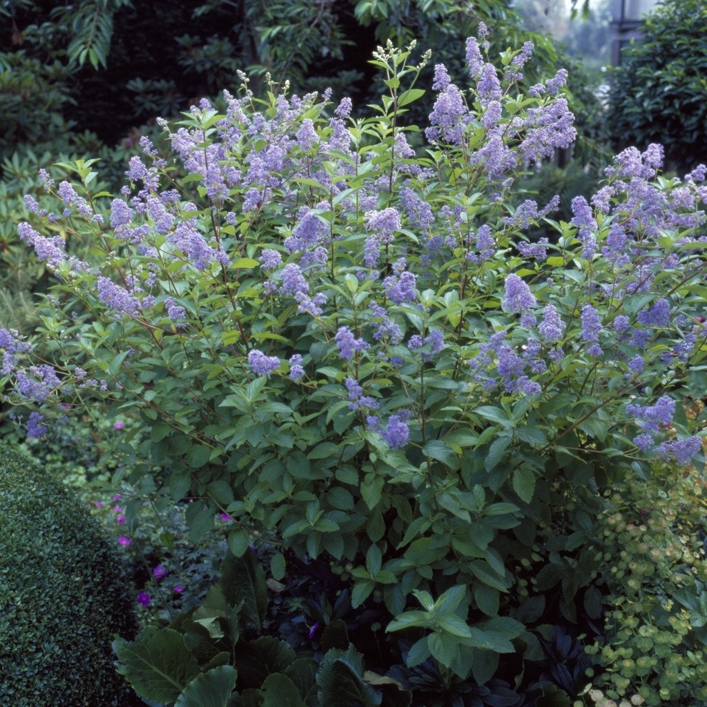 Amerikaanse sering (Ceanothus 'Gloire de Versailles')