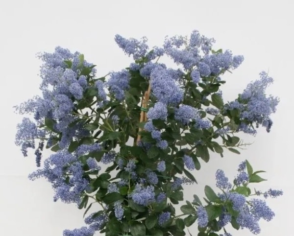 Amerikaanse sering (Ceanothus 'Cascade')