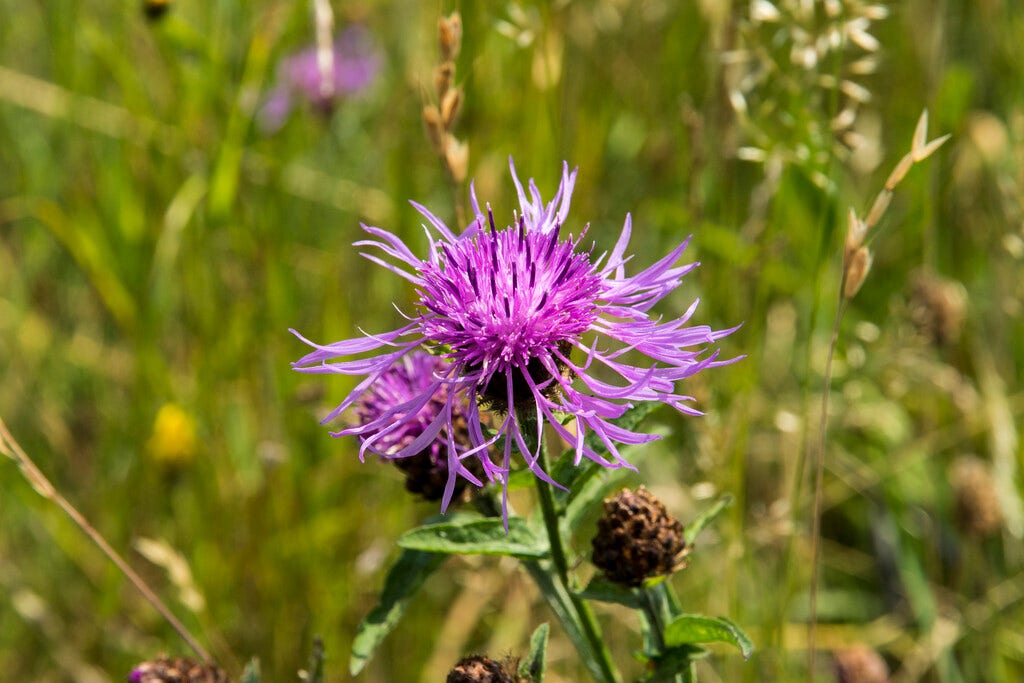 Knoopkruid (Centaurea jacea)