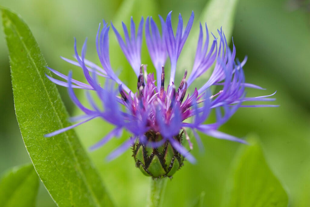 Korenbloem (Centaurea montana)