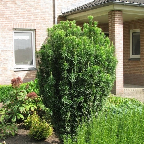 Knoptaxus (Cephalotaxus harringtonia 'Fastigiata')