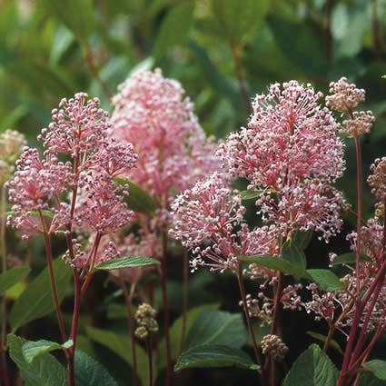 Amerikaanse sering (Ceanothus 'Marie Simon')