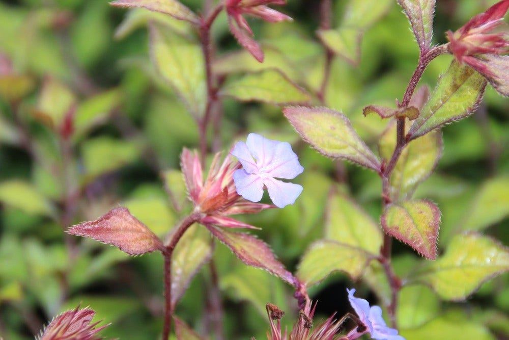 Loodkruid (Ceratostigma willmottianum 'Forest Blue')