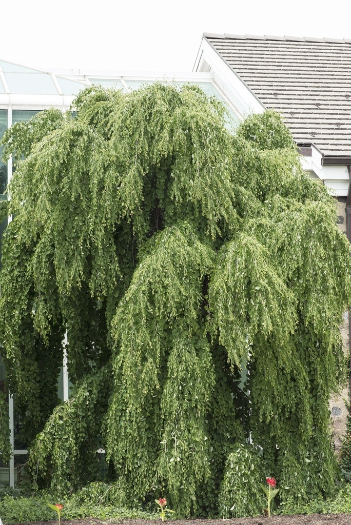 Katsoera (Cercidiphyllum japonicum 'Pendulum')