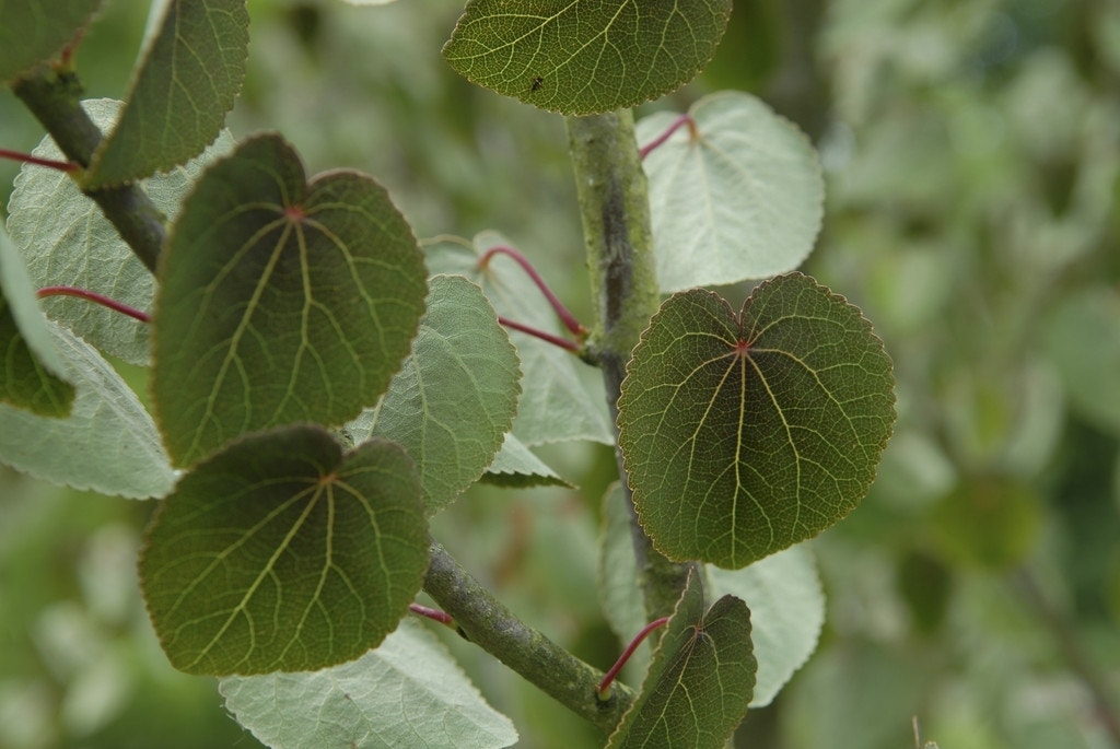 Katsoera als struik (Cercidiphyllum japonicum)