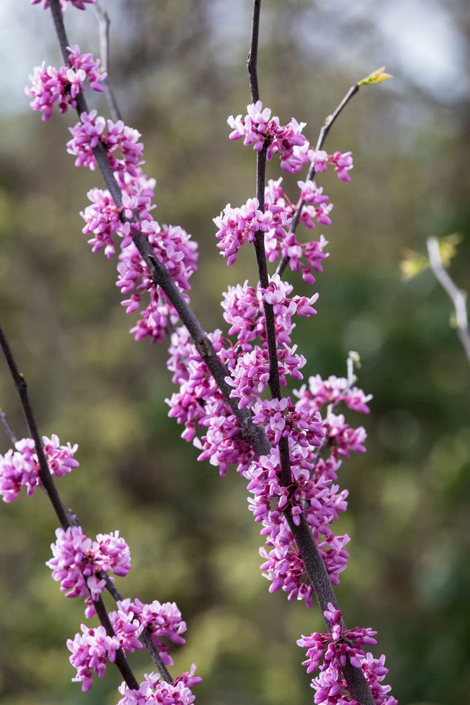 Judasboom (Cercis canadensis 'Tennessee Pink')