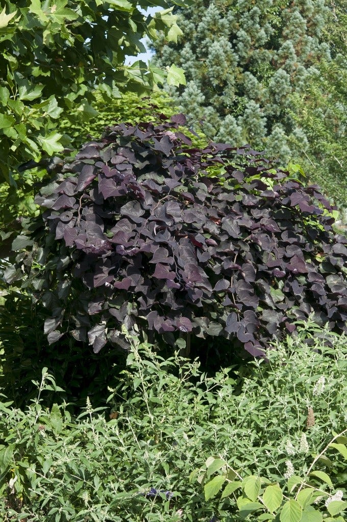 Treur Judasboom (Cercis canadensis 'Ruby Falls')