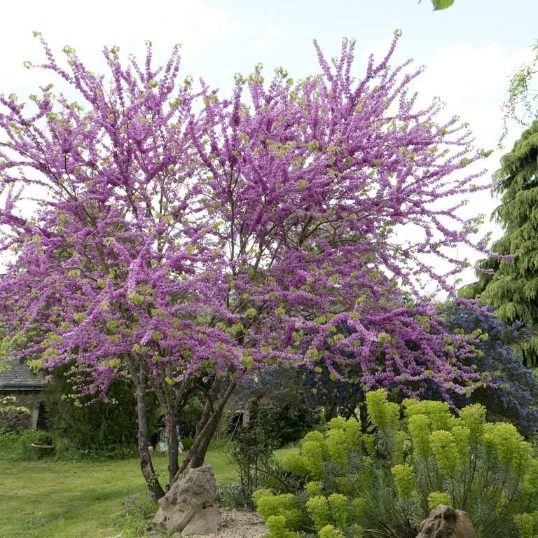 Judasboom als struik (Cercis siliquastrum)