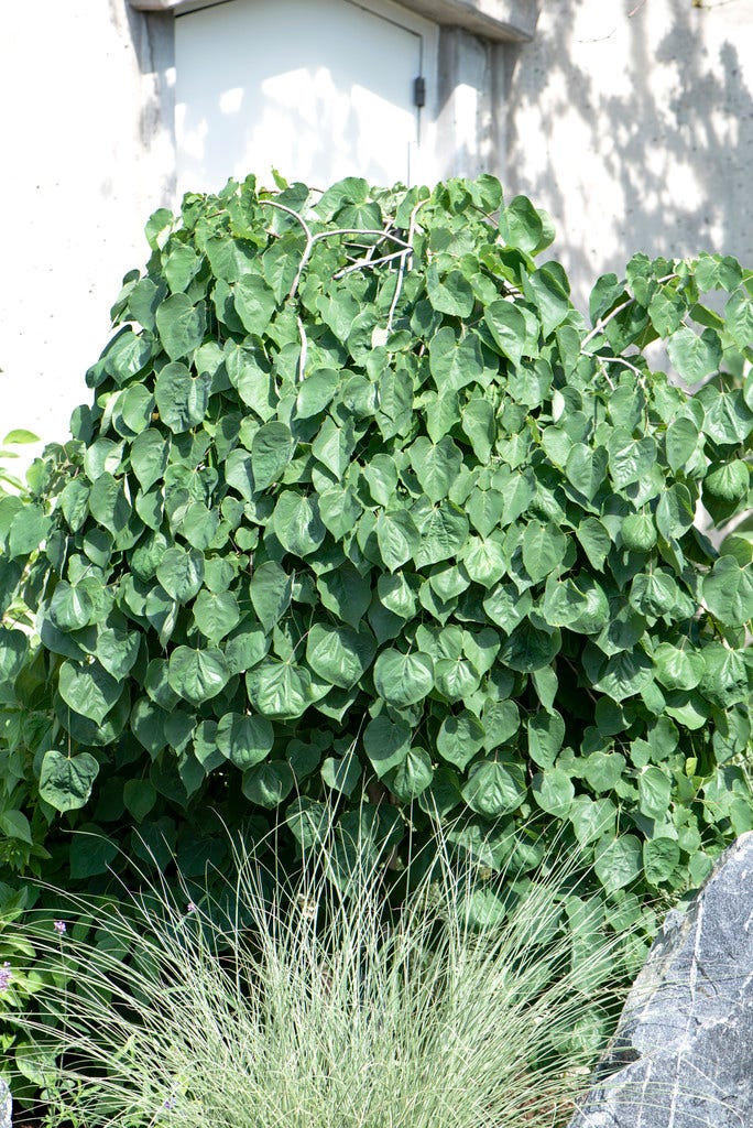 Judasboom (Cercis canadensis 'Lavender Twist')