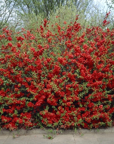 Japanse kwee (Chaenomeles superba 'Texas Scarlet')