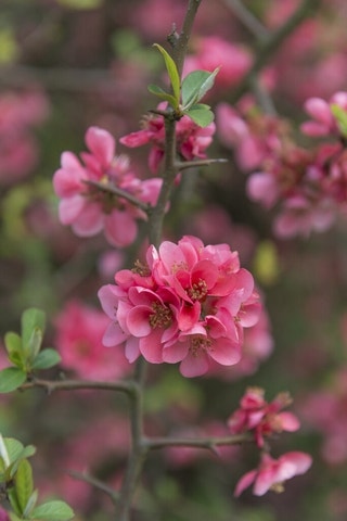 Japanse kwee (Chaenomeles superba 'Pink Lady')