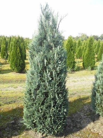 Blauwe haagconifeer (Chamaecyparis lawsoniana 'Columnaris')