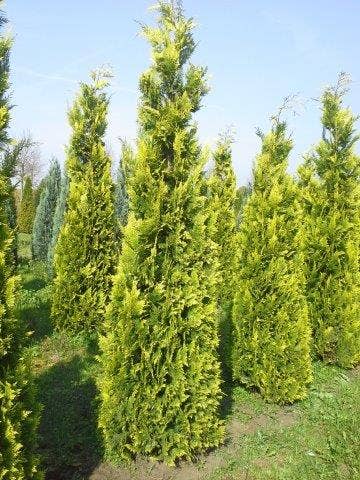 Gele haagconifeer (Chamaecyparis lawsoniana 'Ivonne')