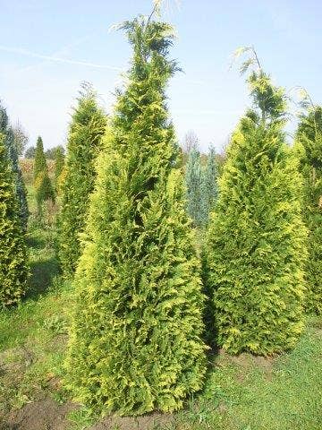 Gele haagconifeer (Chamaecyparis lawsoniana 'Stardust')