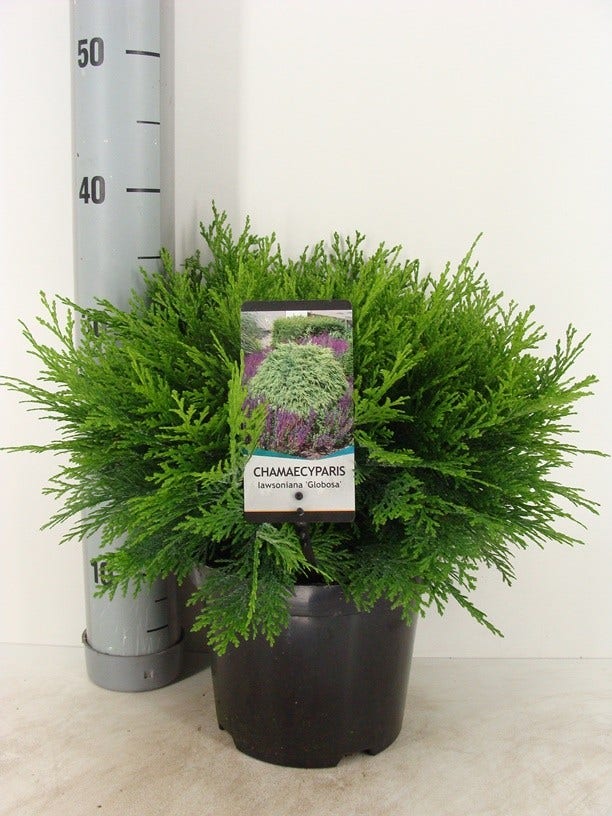 Dwergcipres (Chamaecyparis lawsoniana 'Globosa')