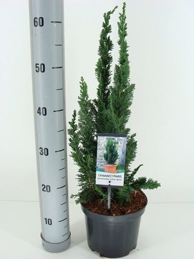 Dwergcipres (Chamaecyparis lawsonia 'Little Spire')