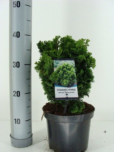 Gele Dwergconifeer (Chamaecyparis obtusa 'Nana Aurea')