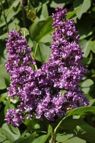 Sering (Syringa vulgaris 'Charles Joly')