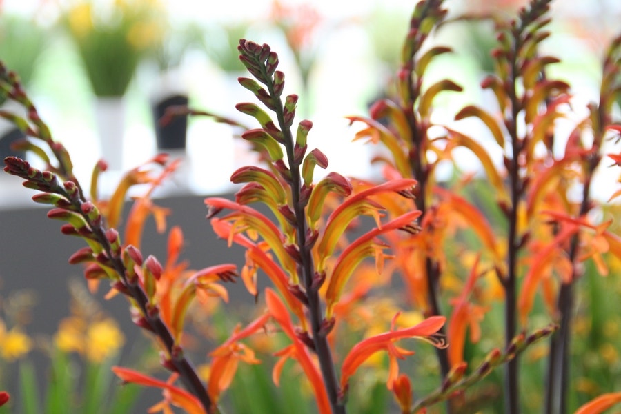 Cobra lelie (Chasmanthe floribunda 'Saturnus')