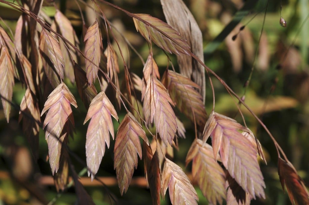 Plataargras (Chasmanthium latifolium)