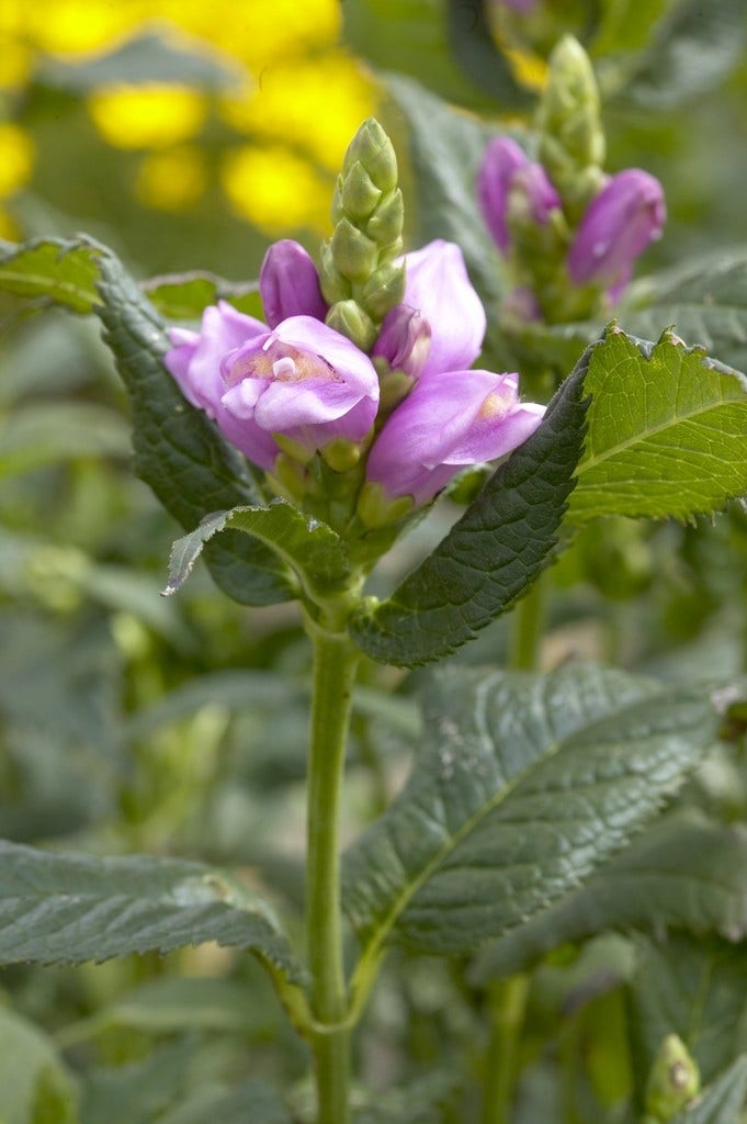 Schildpadbloem (Chelone obliqua)