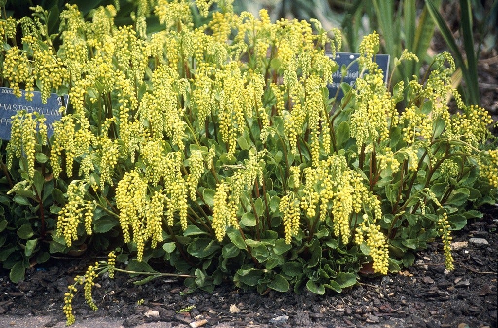 Goudkorrel (Chiastophyllum oppositifolium)