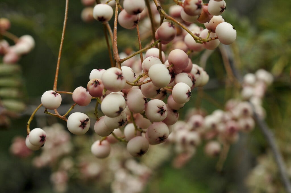 Chinese lijsterbes (Sorbus vilmorinii)