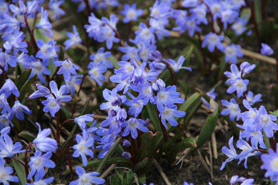 Sneeuwroem (Chionodoxa forbesii 'Blue Giant')