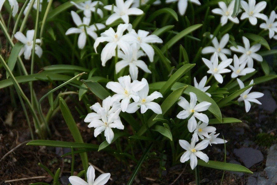 Sneeuwroem (Chionodoxa luciliae 'Alba')