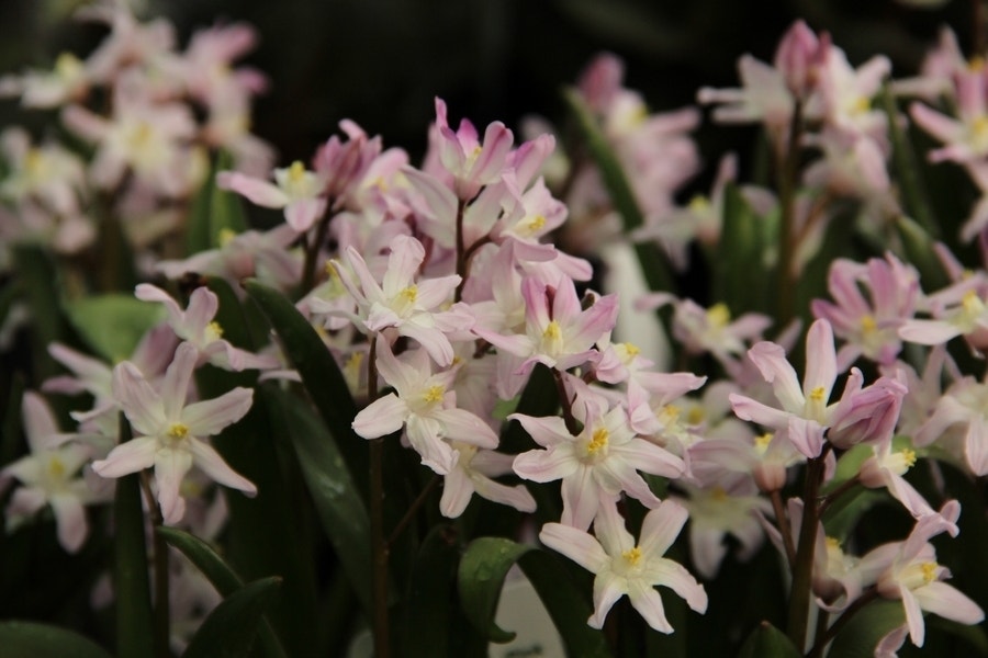 Sneeuwroem (Chionodoxa forbesii 'Pink Giant')