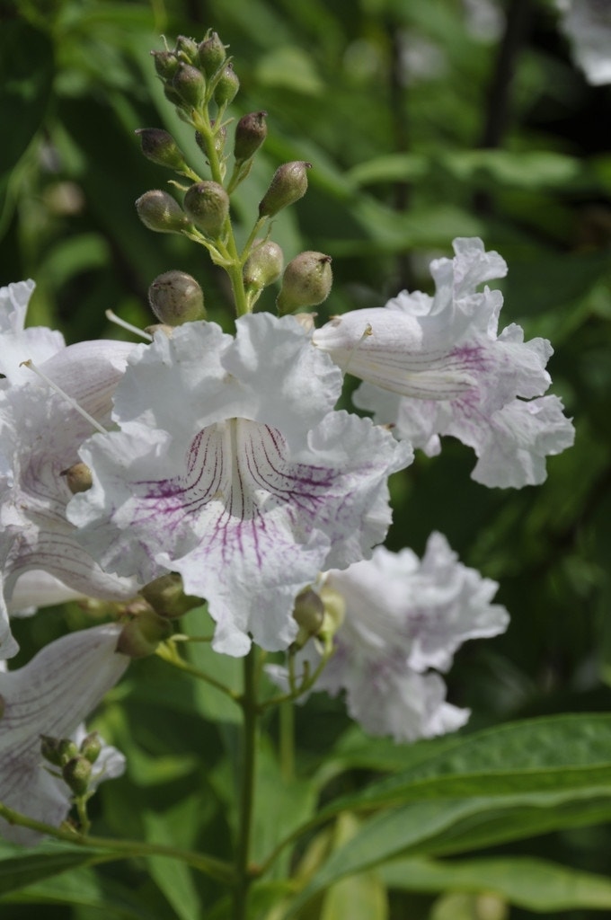 Chitalpa (Chitalpa tashkentensis 'Summer Bells')