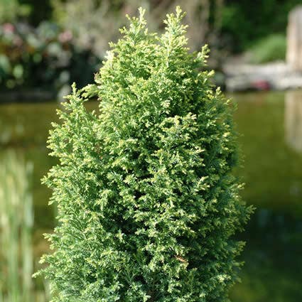 Cypres (Chamaecyparis lawsoniana 'Ellwood's Gold')