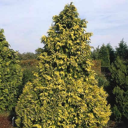 Cypres (Chamaecyparis lawsoniana 'Golden Wonder')