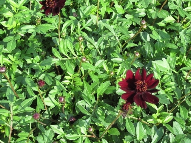 Chocoladeplant (Cosmos atrosanguineus)