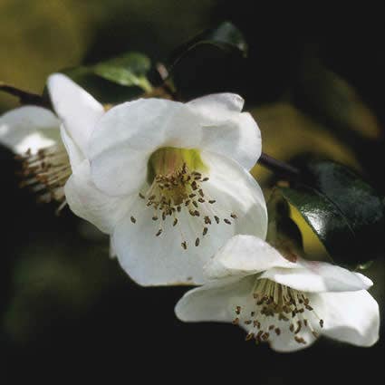 Japanse kwee (Chaenomeles speciosa 'Nivalis')