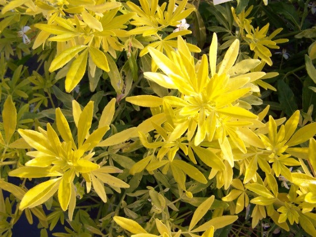 Choisya (Choisya ternata 'Goldfingers'®)