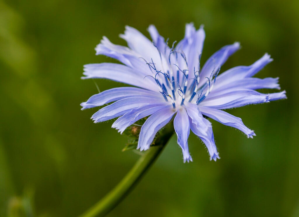 Wilde Cichorei (Cichorium intybus)