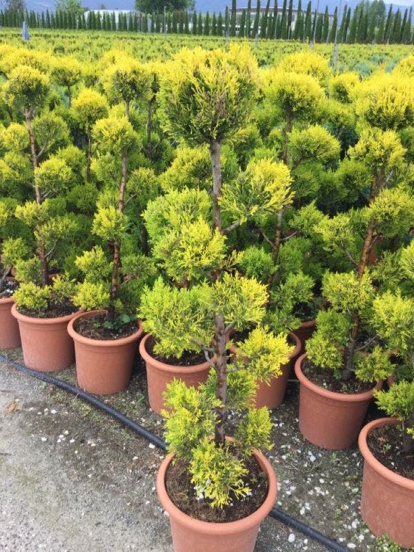 Cipres als bonsai (Cupressus macrocarpa 'Aurea')