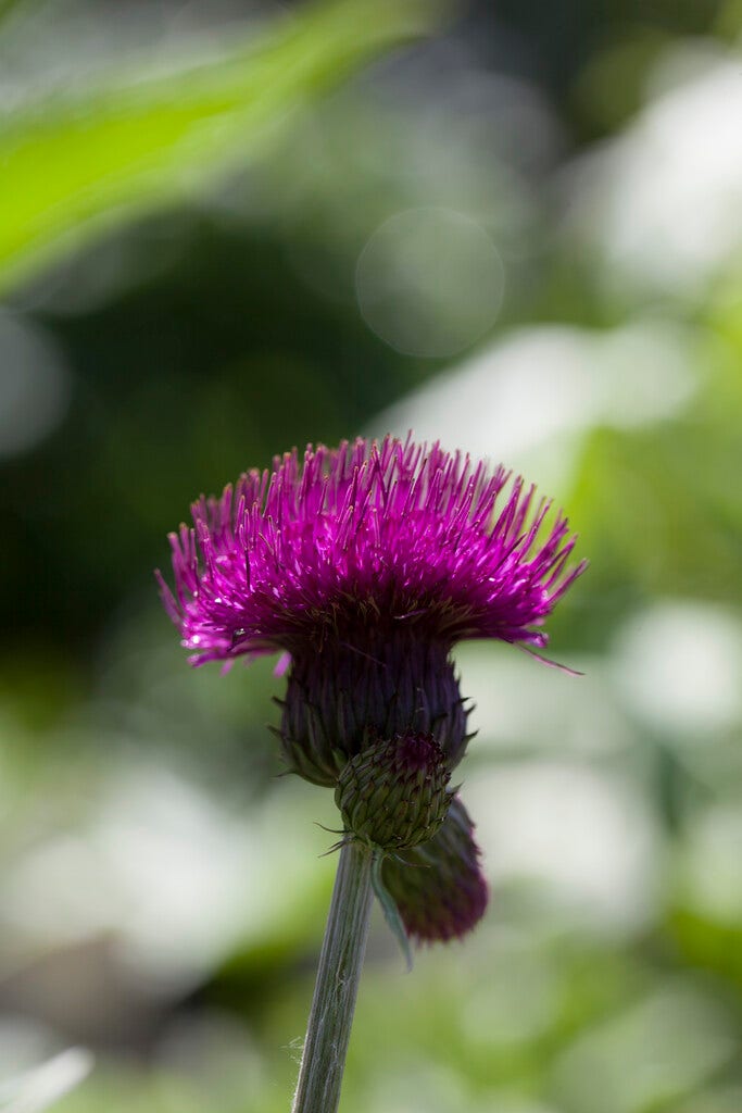 Vederdistel (Cirsium 'Trevors Blue Wonder')