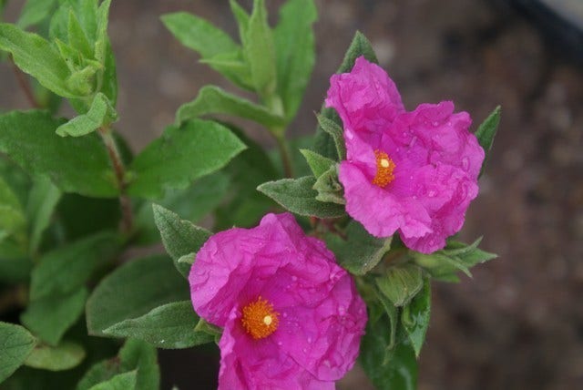 Cistus (Cistus pulverulentus)