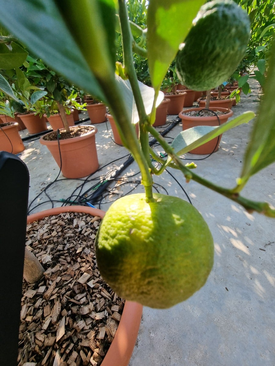 Zoete Limoen (Citrus limetta 'Purscha')