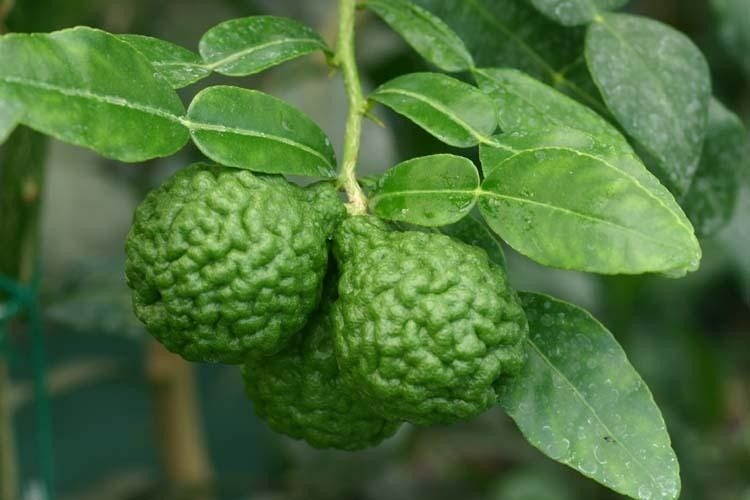 Kaffirlimoen (Citrus hystrix)