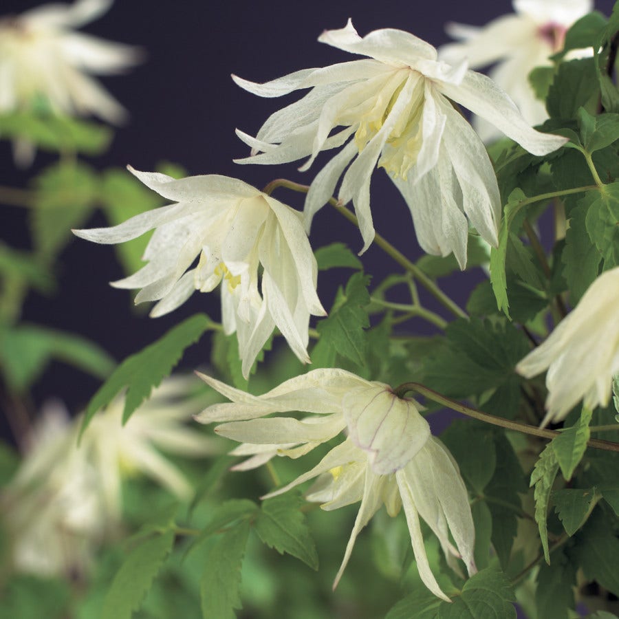 Bosrank (Clematis alpina 'Albina Plena')