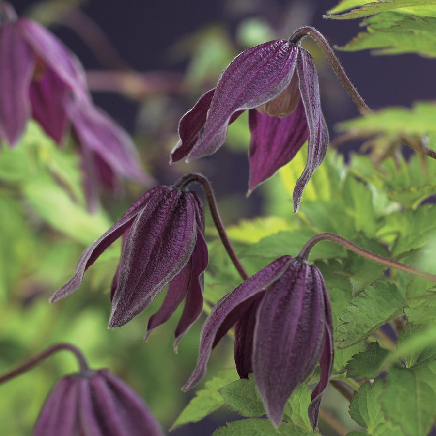 Bosrank (Clematis alpina 'Brunette')